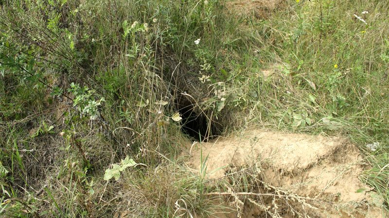 skunk den