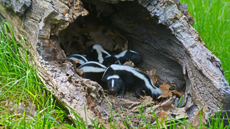 skunk habitat