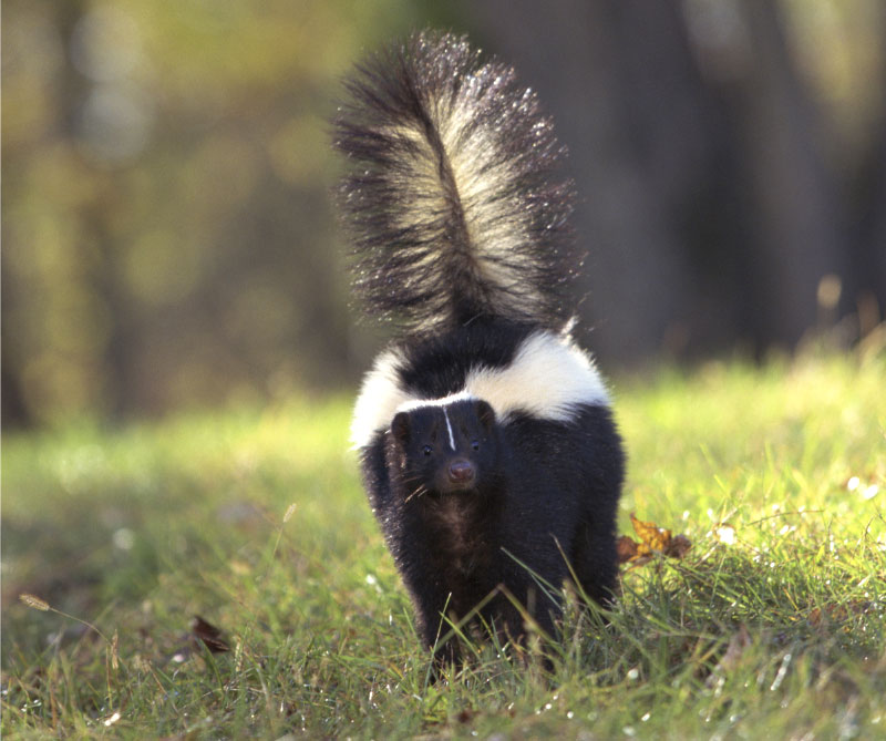 skunk spray