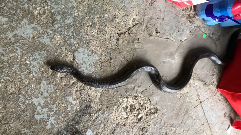 snake in basement