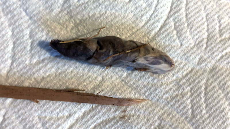 snake poop animal hair