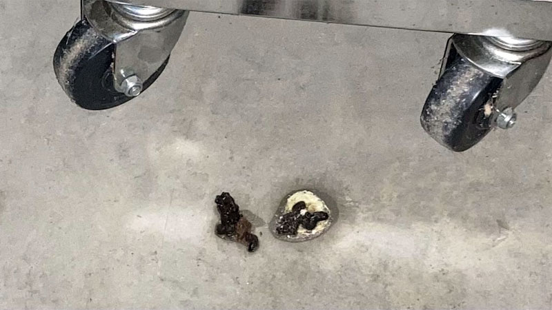 snake poop on floor