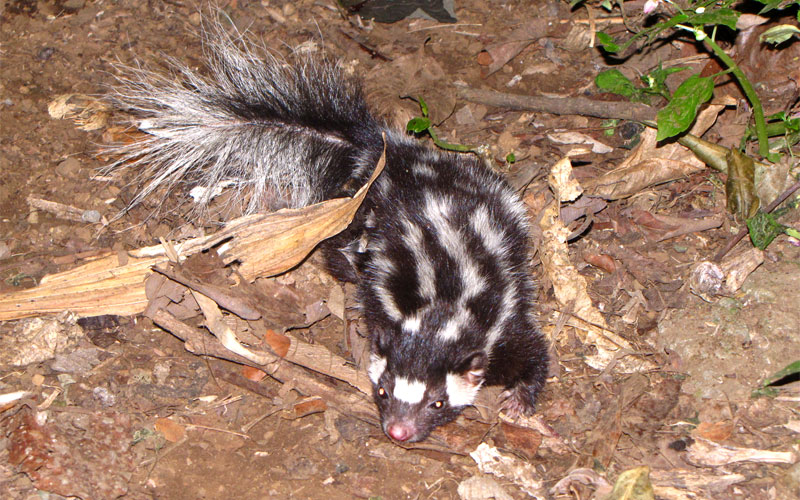 southern spotted skunk