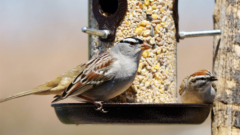 sparrow bird feeder