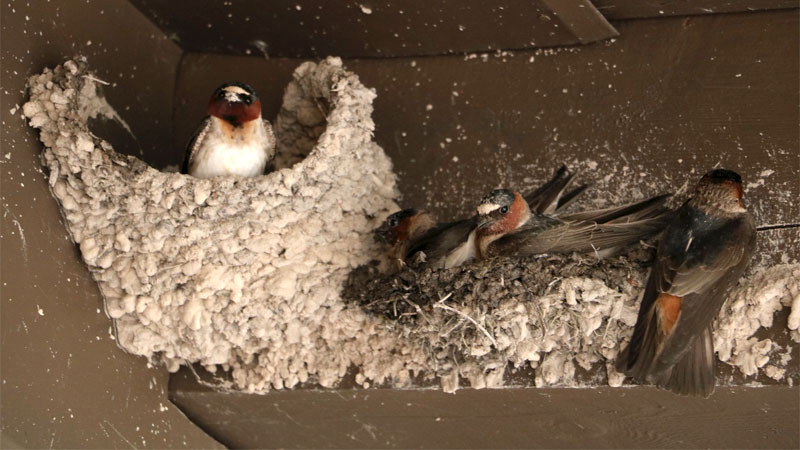 sparrow nest in roof