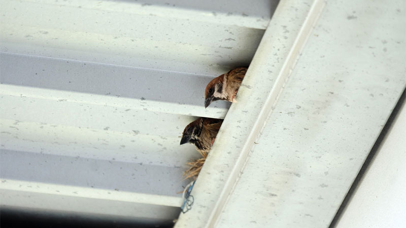 sparrow nest