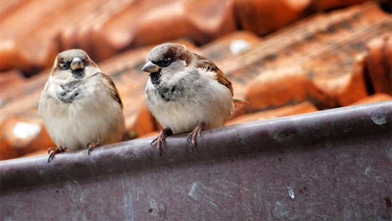 sparrows on roof
