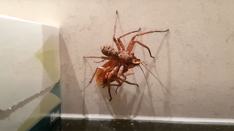 spider eating roach