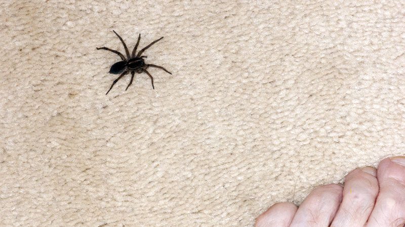 spider in carpet