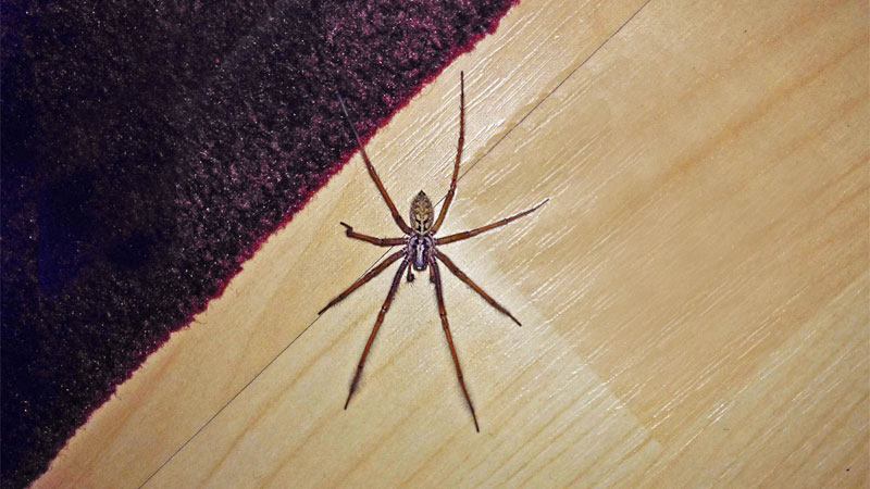 spider on floor