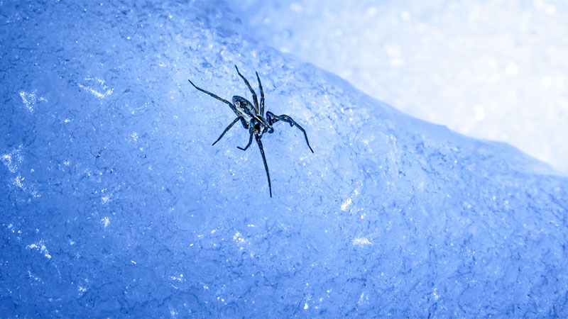 spider on ice