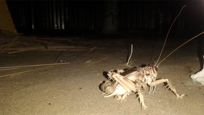 splay-footed cricket