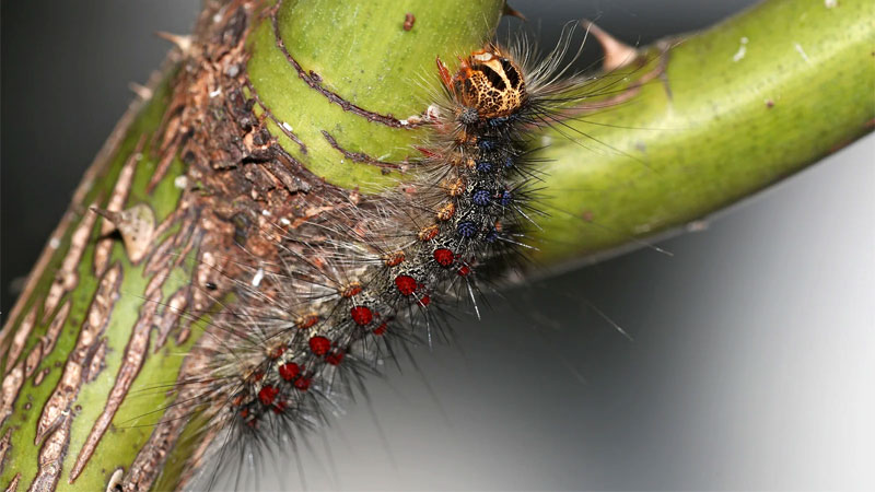 spongy moth on plant