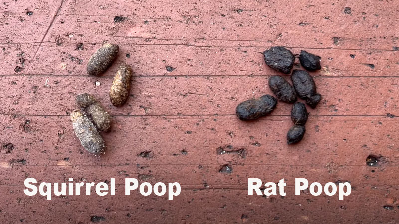 squirrel poop vs rat poop