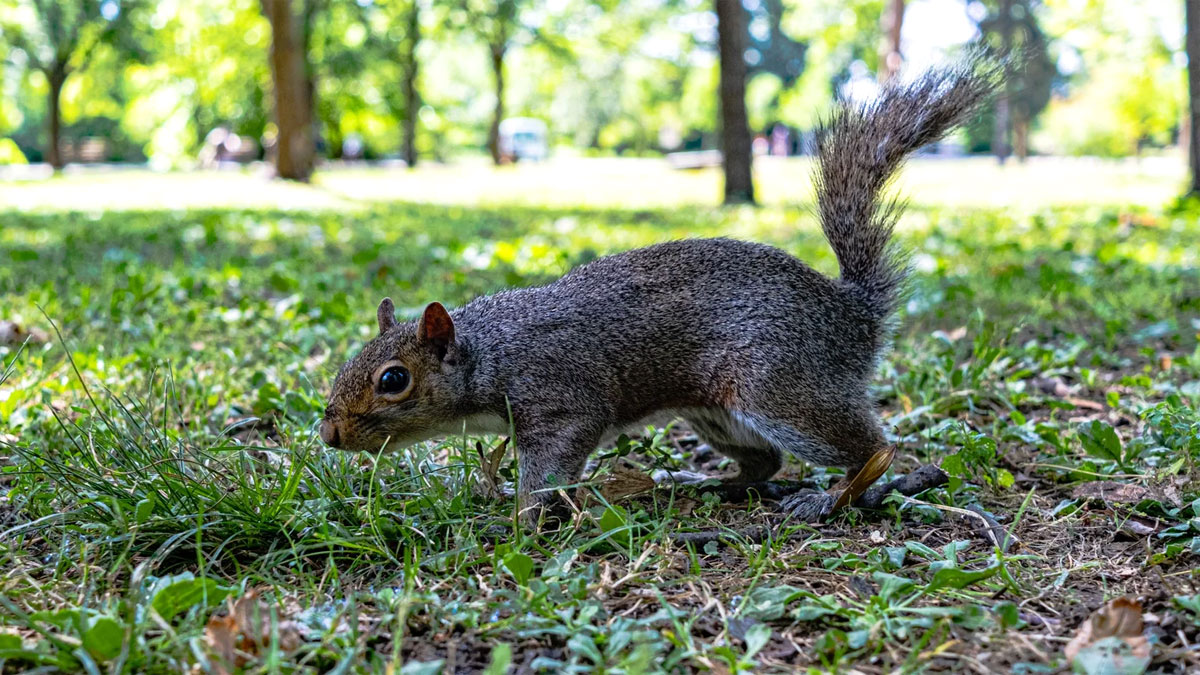 squirrel poop