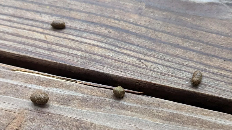 squirrel scat