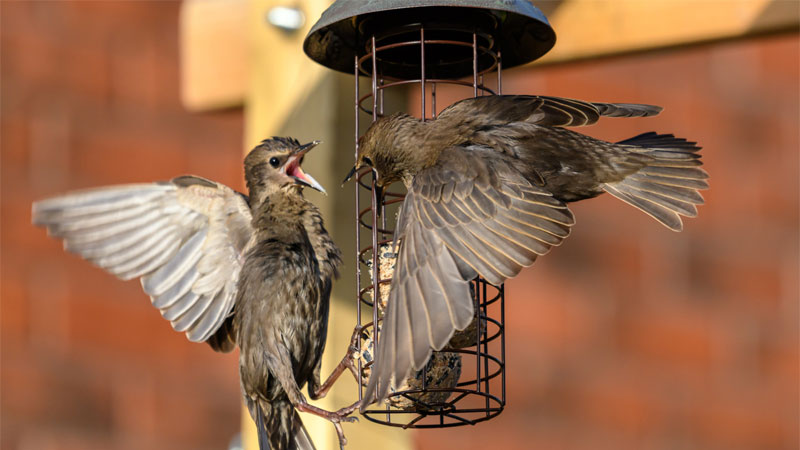 starlings on bird feeder