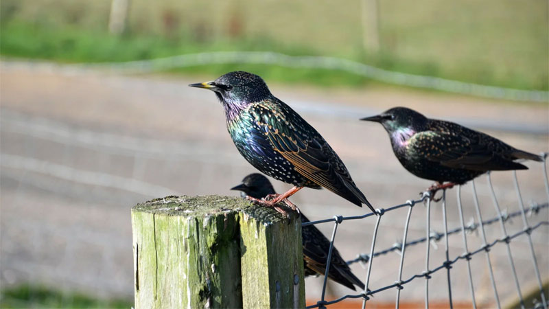 starlings on fence post