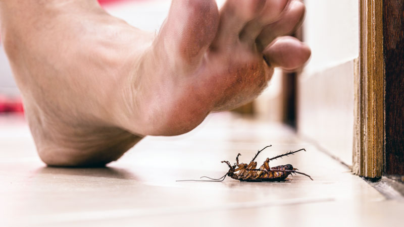 step on cockroach barefoot