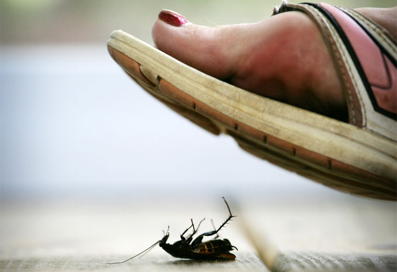 stepping on roach