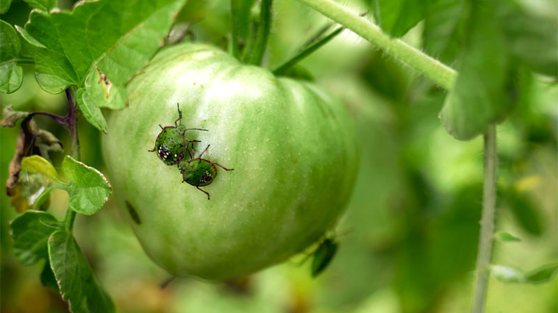 stink bugs eating tomato