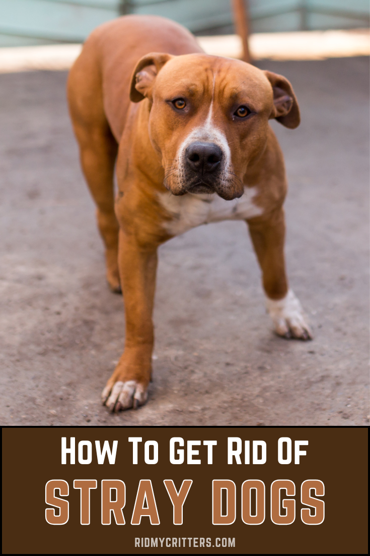 stray dogs PIN1