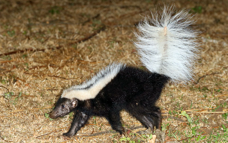 striped hog-nosed skunk