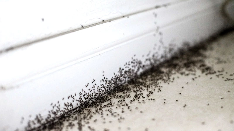sugar ant infestation