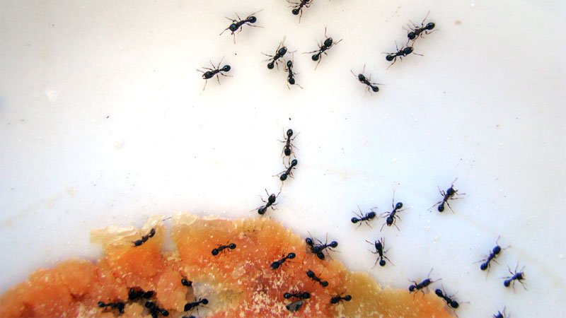sugar ants eating