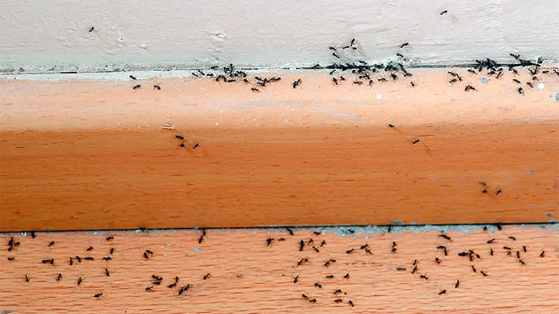 sugar ants in kitchen