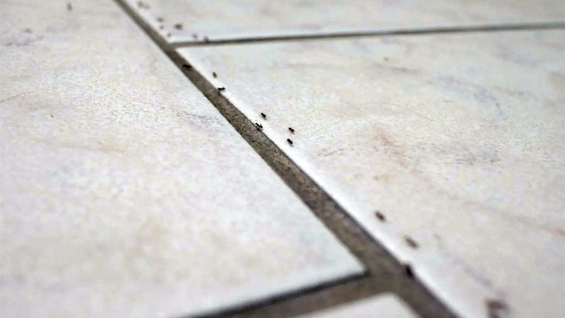 sugar ants on kitchen floor