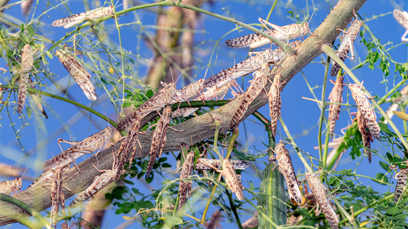 swarm of locusts