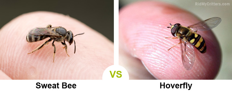 sweat bee vs hoverfly