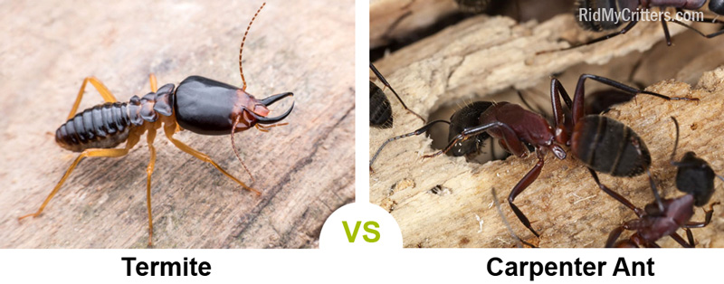 termite vs carpenter ant