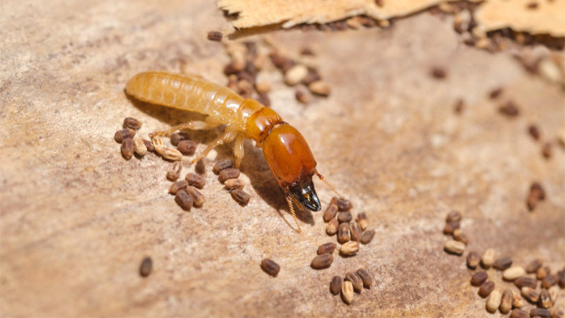termite with eggs