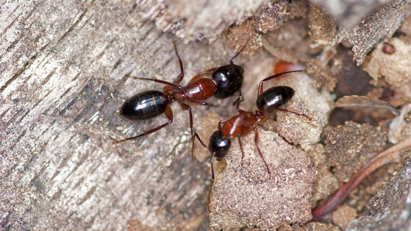 Texas carpenter ant