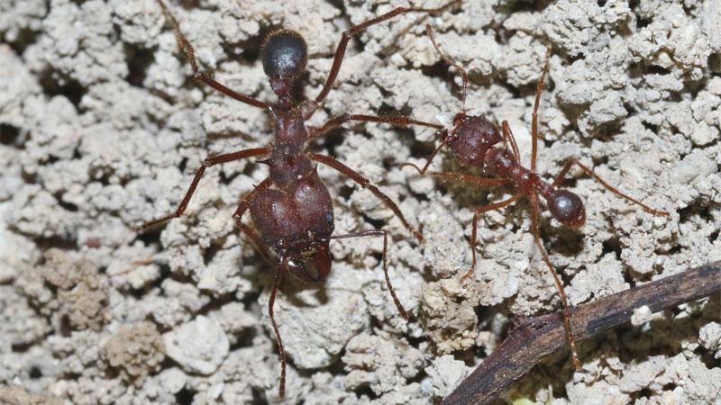 Texas leaf-cutter ant