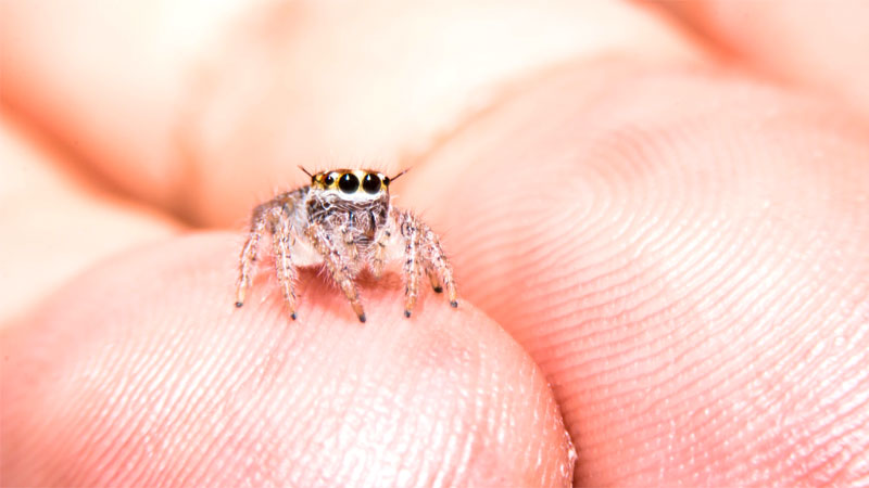 tiny baby spider