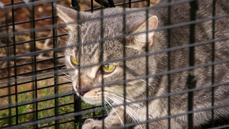 trap release cat