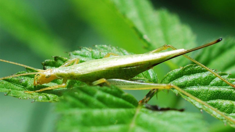 tree cricket