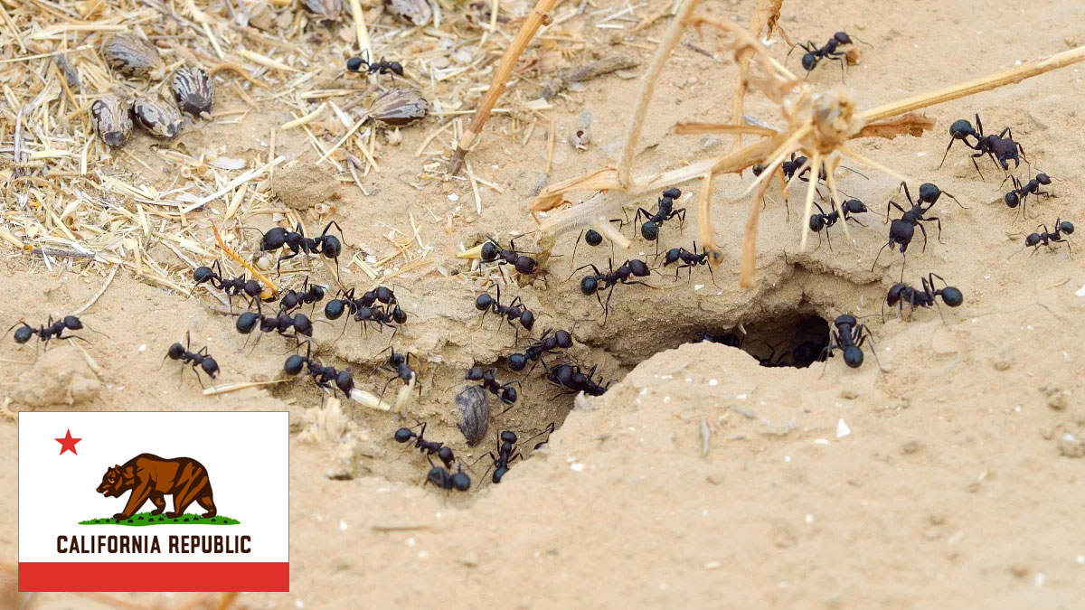 types of ants in California