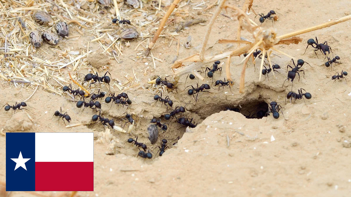 types of ants in Texas