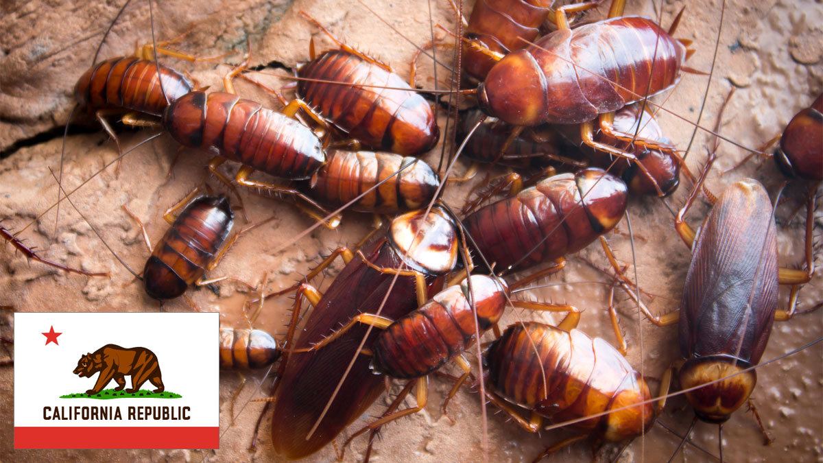 types of cockroaches in California