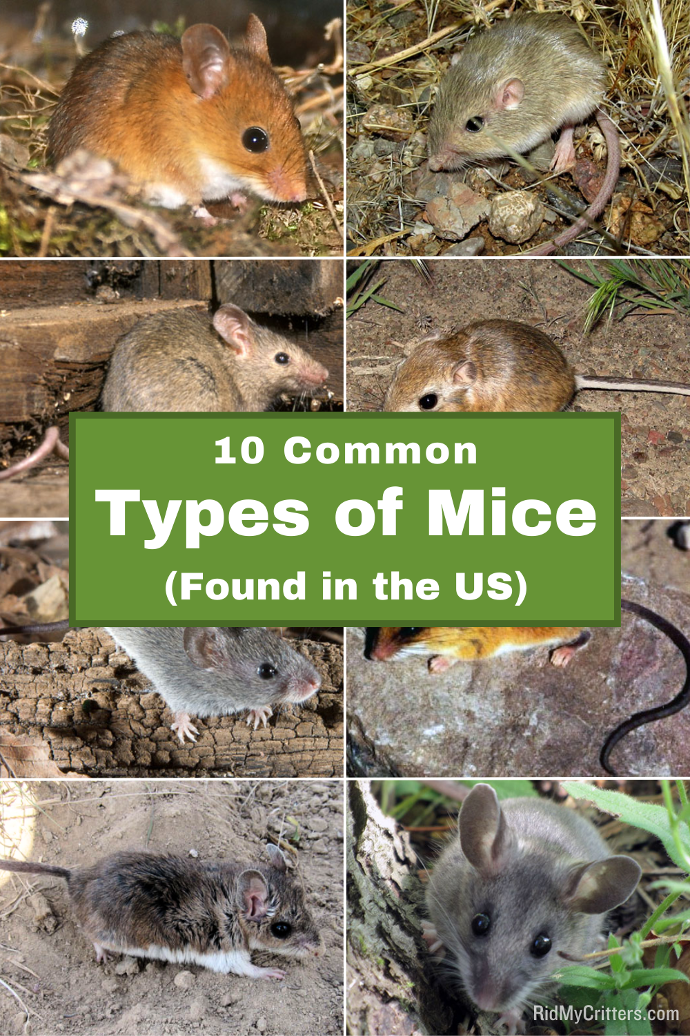 types of mice