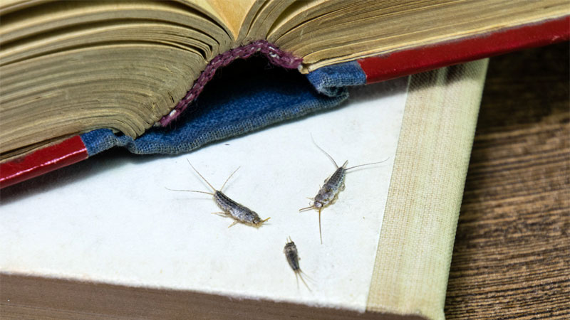 types of silverfish