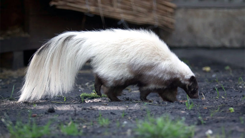 10 Different Types of Skunks (w/ Pictures) – 