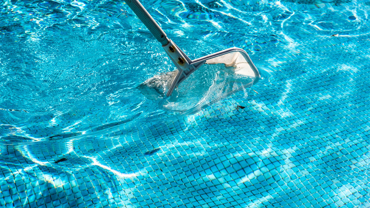 types of swimming pool bugs