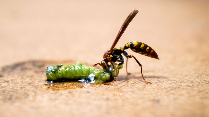 do wasps eat caterpillars