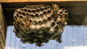 How to Get Rid of Wasps (and Keep Them Away)