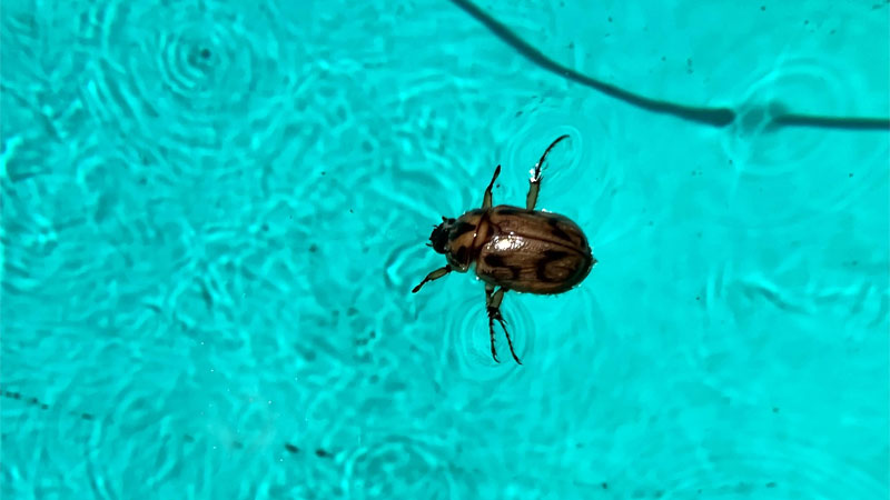 water beetle in pool